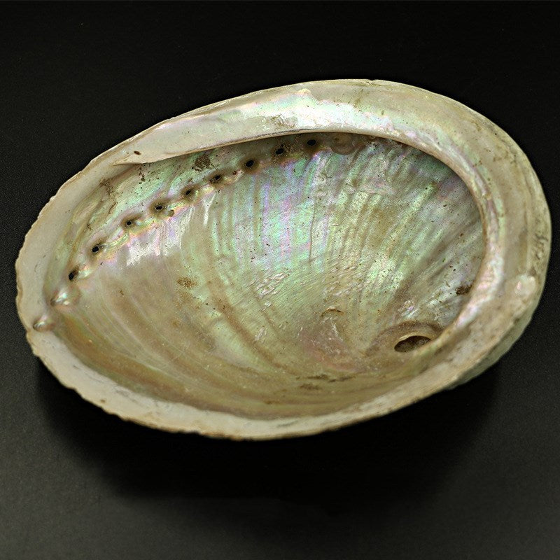 Abalone Shell and Bracket