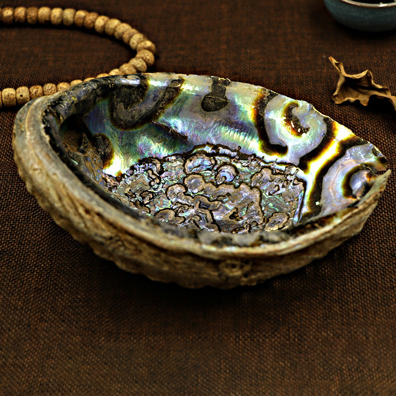 Abalone Shell and Bracket